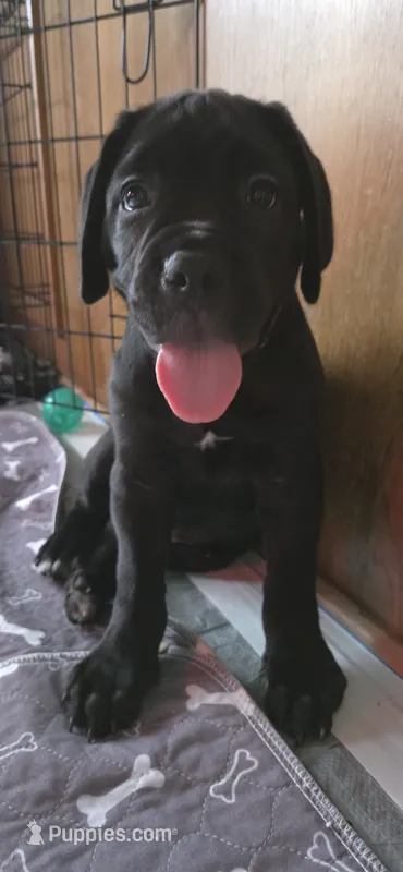 Cane Corso  – Cane Corso puppy for sale in Spring Hill, FL