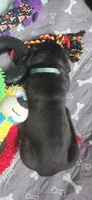 Blue Collar, a male Cane Corso for sale in Spring Hill, FL – 4 of 7