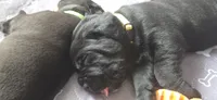 Yellow Collar, a female Cane Corso for sale in Spring Hill, FL – 5 of 6