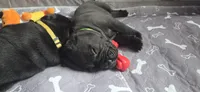 Yellow Collar, a female Cane Corso for sale in Spring Hill, FL – 6 of 6