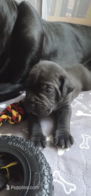 Green Collar – Cane Corso puppy for sale in Spring Hill, FL