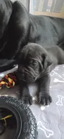 Green Collar, a male Cane Corso for sale in Spring Hill, FL – 1 of 6