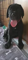 Cane Corso , a female Cane Corso for sale in Spring Hill, FL – 3 of 10