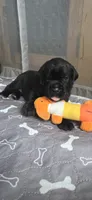 Purple Collar, a female Cane Corso for sale in Spring Hill, FL – 3 of 7