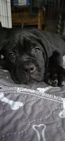 Cane Corso , a female Cane Corso for sale in Spring Hill, FL – 9 of 10