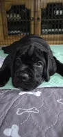 Cane Corso , a female Cane Corso for sale in Spring Hill, FL – 2 of 10