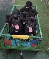 Cane Corso , a female Cane Corso for sale in Spring Hill, FL – 5 of 10