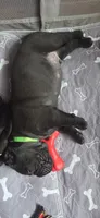 Green Collar, a male Cane Corso for sale in Spring Hill, FL – 2 of 6