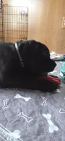 Cane Corso , a female Cane Corso for sale in Spring Hill, FL – 8 of 10