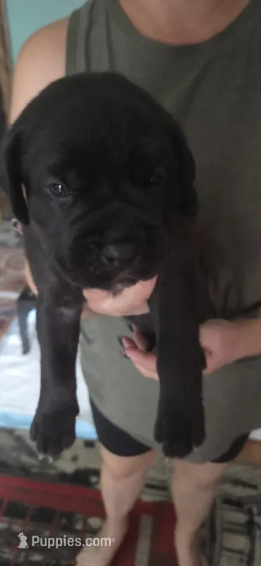 Purple Collar – Cane Corso puppy for sale in Spring Hill, FL