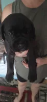 Purple Collar, a female Cane Corso for sale in Spring Hill, FL – 1 of 7
