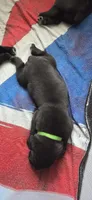 Green Collar, a male Cane Corso for sale in Spring Hill, FL – 3 of 6