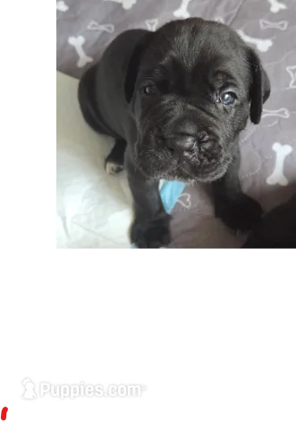 Blue Collar – Cane Corso puppy for sale in Spring Hill, FL