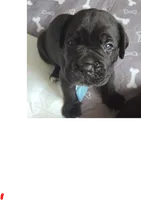 Blue Collar, a male Cane Corso for sale in Spring Hill, FL – 1 of 7