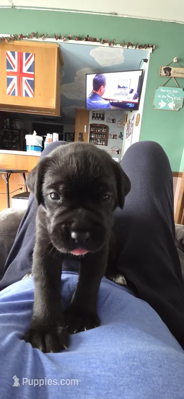 Beige/White Collar – Cane Corso puppy for sale in Spring Hill, FL