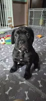 Cane Corso , a female Cane Corso for sale in Spring Hill, FL – 7 of 10