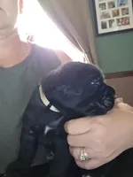 Beige/White Collar, a female Cane Corso for sale in Spring Hill, FL – 2 of 7