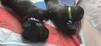 Green Collar, a male Cane Corso for sale in Spring Hill, FL – 6 of 6