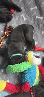 Blue Collar, a male Cane Corso for sale in Spring Hill, FL – 6 of 7