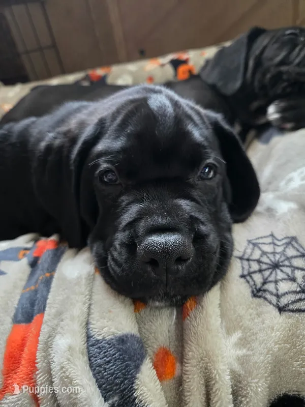 Yellow Collar – Cane Corso puppy for sale in Spring Hill, FL