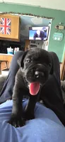 Beige/White Collar, a female Cane Corso for sale in Spring Hill, FL – 4 of 7