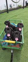 Cane Corso , a female Cane Corso for sale in Spring Hill, FL – 10 of 10