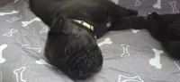 Yellow Collar, a female Cane Corso for sale in Spring Hill, FL – 2 of 6