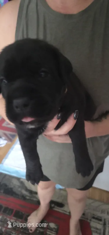 Yellow Collar – Cane Corso puppy for sale in Spring Hill, FL