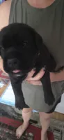 Yellow Collar, a female Cane Corso for sale in Spring Hill, FL – 1 of 6