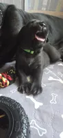 Green Collar, a male Cane Corso for sale in Spring Hill, FL – 4 of 6