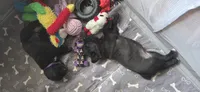 Purple Collar, a female Cane Corso for sale in Spring Hill, FL – 6 of 7