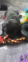 Blue Collar, a male Cane Corso for sale in Spring Hill, FL – 3 of 7