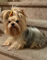 Hunter, a male Yorkshire Terrier for sale in Compton, CA – 3 of 3