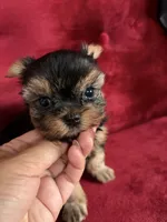 Bella, a  Yorkshire Terrier for sale in Compton, CA – 4 of 4