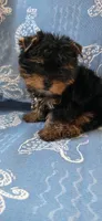 Gordo, a male Yorkshire Terrier for sale in Compton, CA – 2 of 4