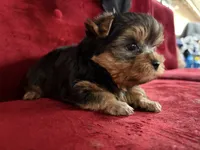 Hunter, a male Yorkshire Terrier for sale in Compton, CA – 8 of 9