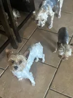 Sally , a female Yorkshire Terrier for sale in Compton, CA – 2 of 4