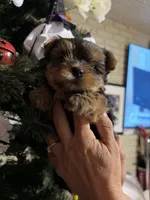 Hunter, a male Yorkshire Terrier for sale in Compton, CA – 6 of 9