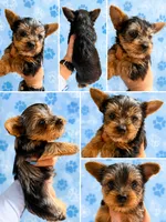 Rex, a male Yorkshire Terrier for sale in Compton, CA – 3 of 4
