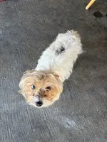 Sally , a female Yorkshire Terrier for sale in Compton, CA – 3 of 4