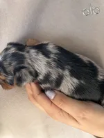 Rex, a male Yorkshire Terrier for sale in Compton, CA – 4 of 4