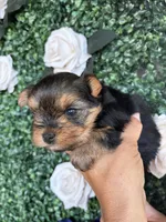 Hunter, a male Yorkshire Terrier for sale in Compton, CA – 5 of 9