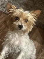 Sally , a female Yorkshire Terrier for sale in Compton, CA – 4 of 4