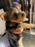 Rex, a male Yorkshire Terrier for sale in Compton, CA – 1 of 4
