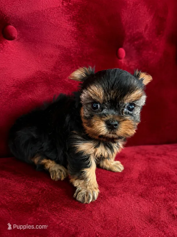Bella – Yorkshire Terrier puppy for sale in Compton, CA