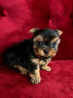 Bella, a  Yorkshire Terrier for sale in Compton, CA – 1 of 4