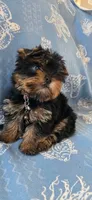 Gordo, a male Yorkshire Terrier for sale in Compton, CA – 3 of 4