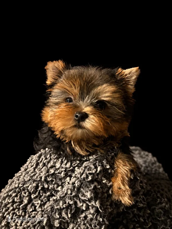Hunter – Yorkshire Terrier puppy for sale in Compton, CA