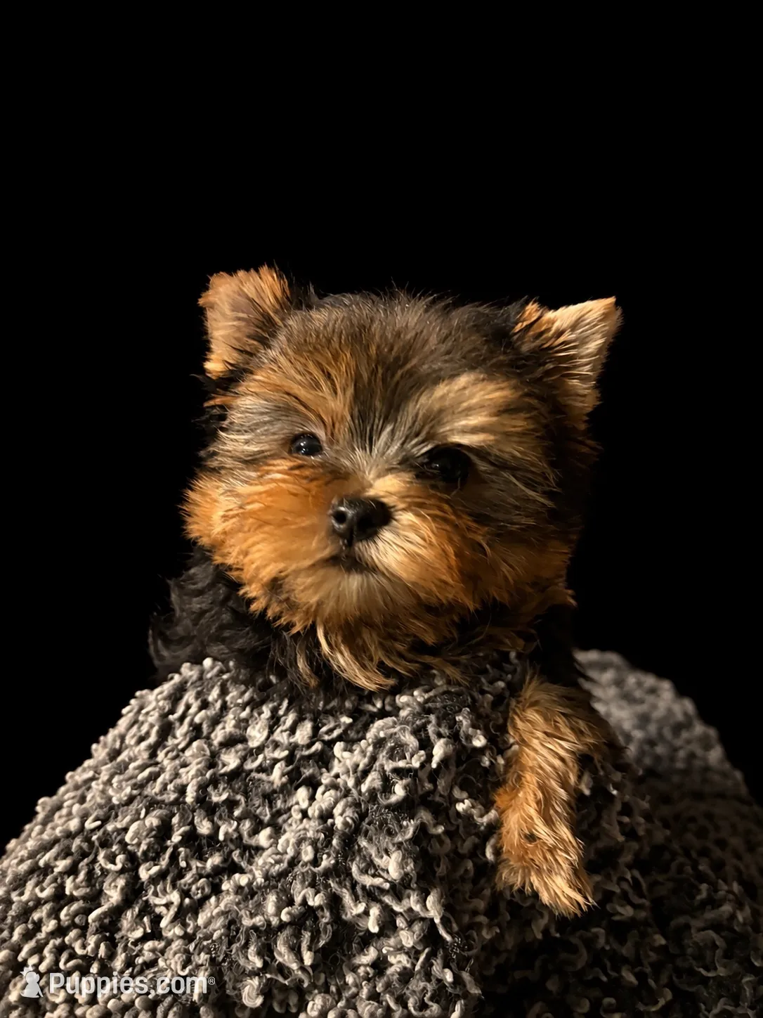 Hunter, a male Yorkshire Terrier for sale in Compton, CA – 1 of 10