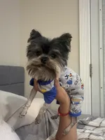 Hunter, a male Yorkshire Terrier for sale in Compton, CA – 2 of 3